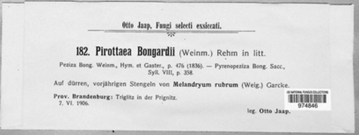 Pseudopeziza bongardii image